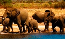 Win a South African safari trip at Virgin Games